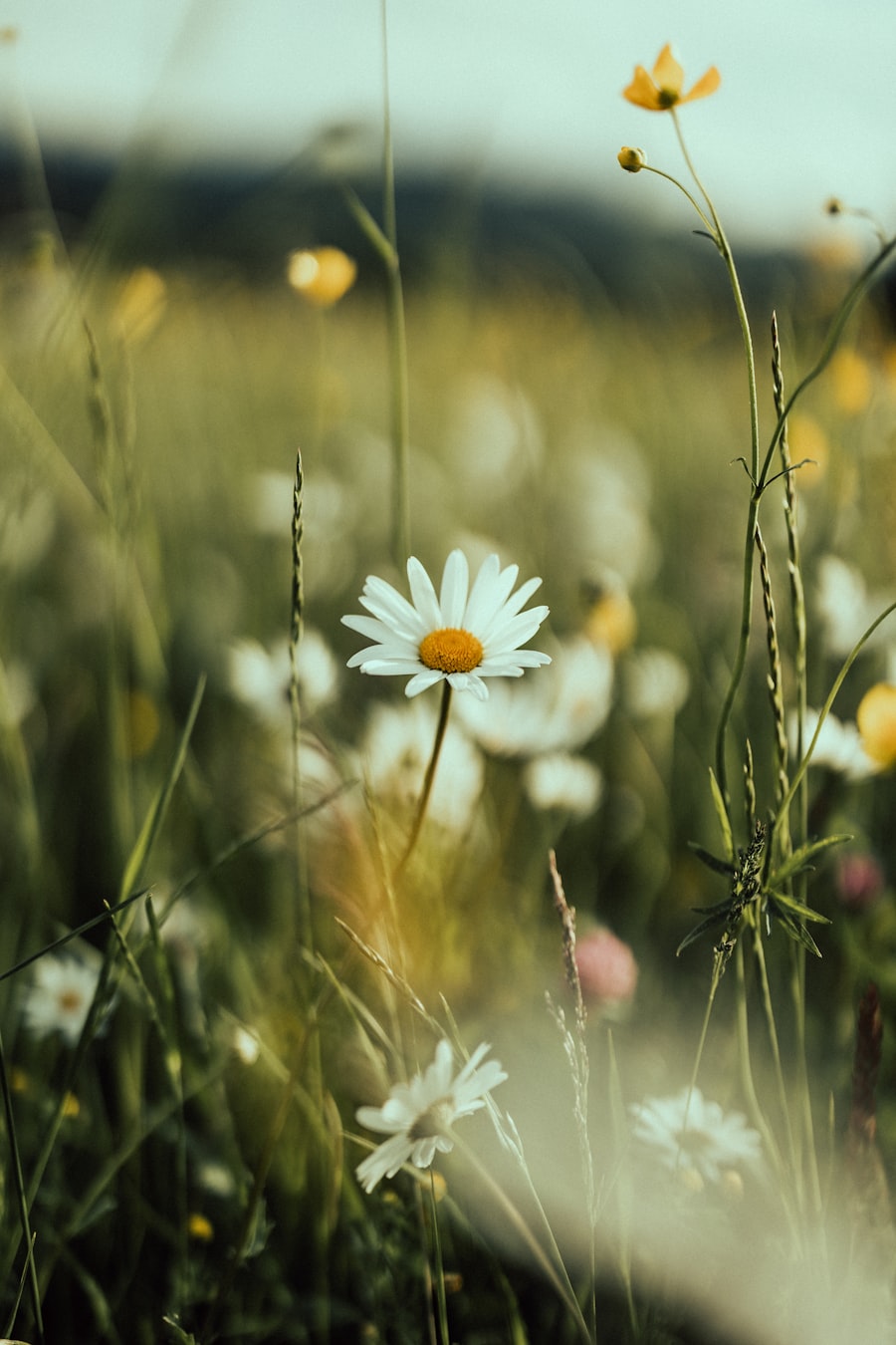 Blühende Wildblumenwiese