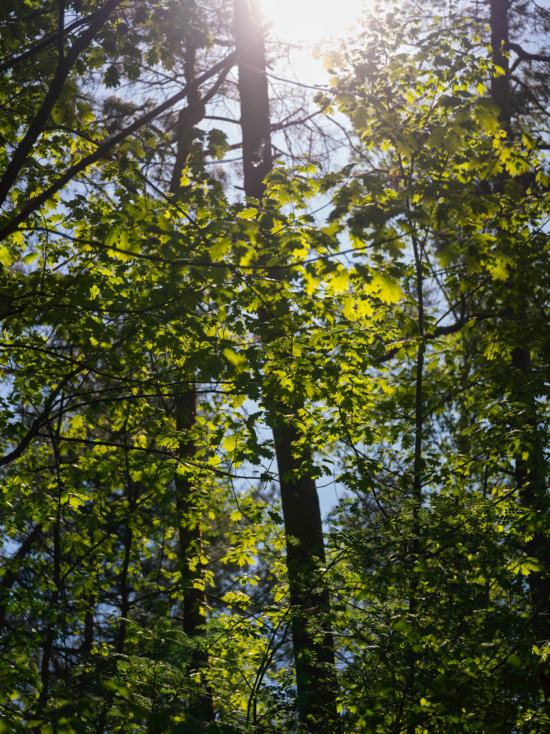 Lichtdurchfluteter Waldboden mit Wurzeln