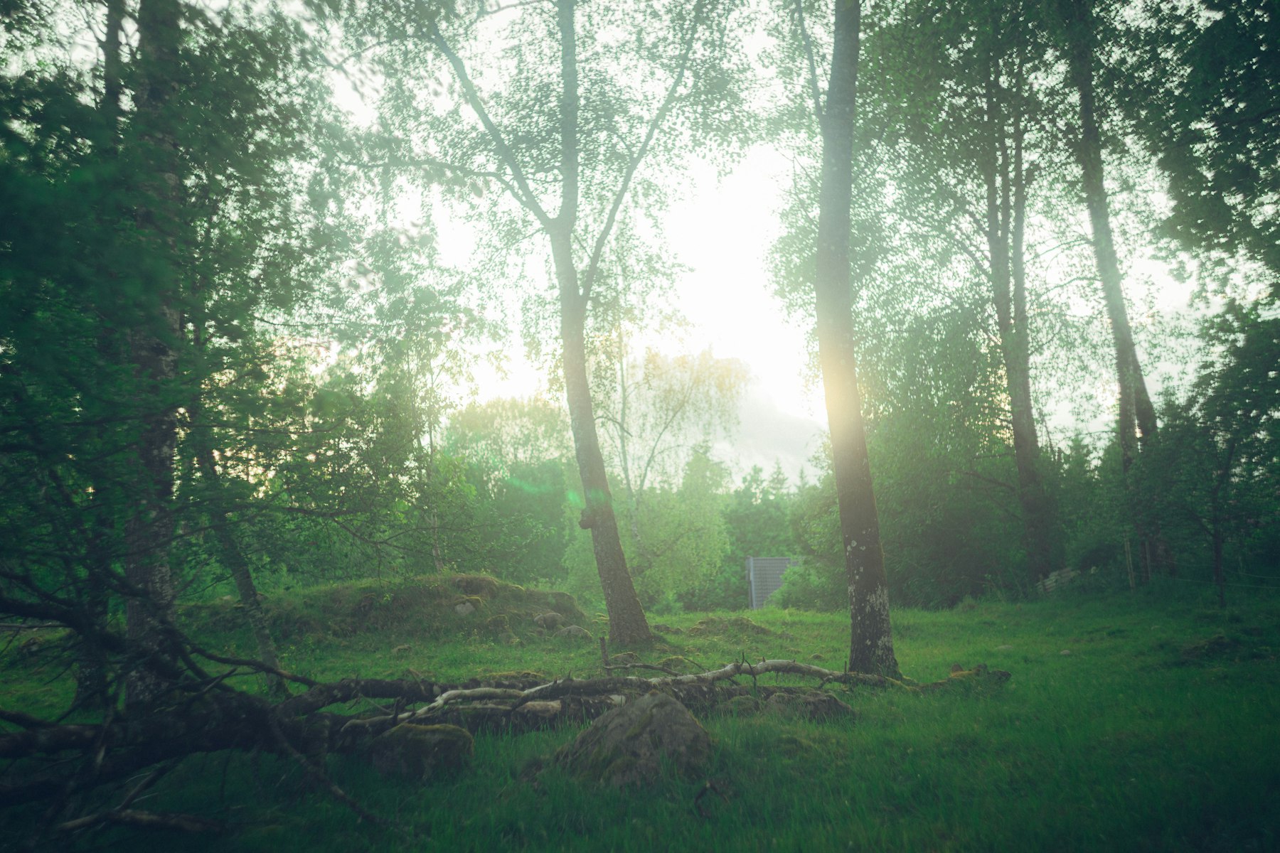 Sonniger grüner Wald