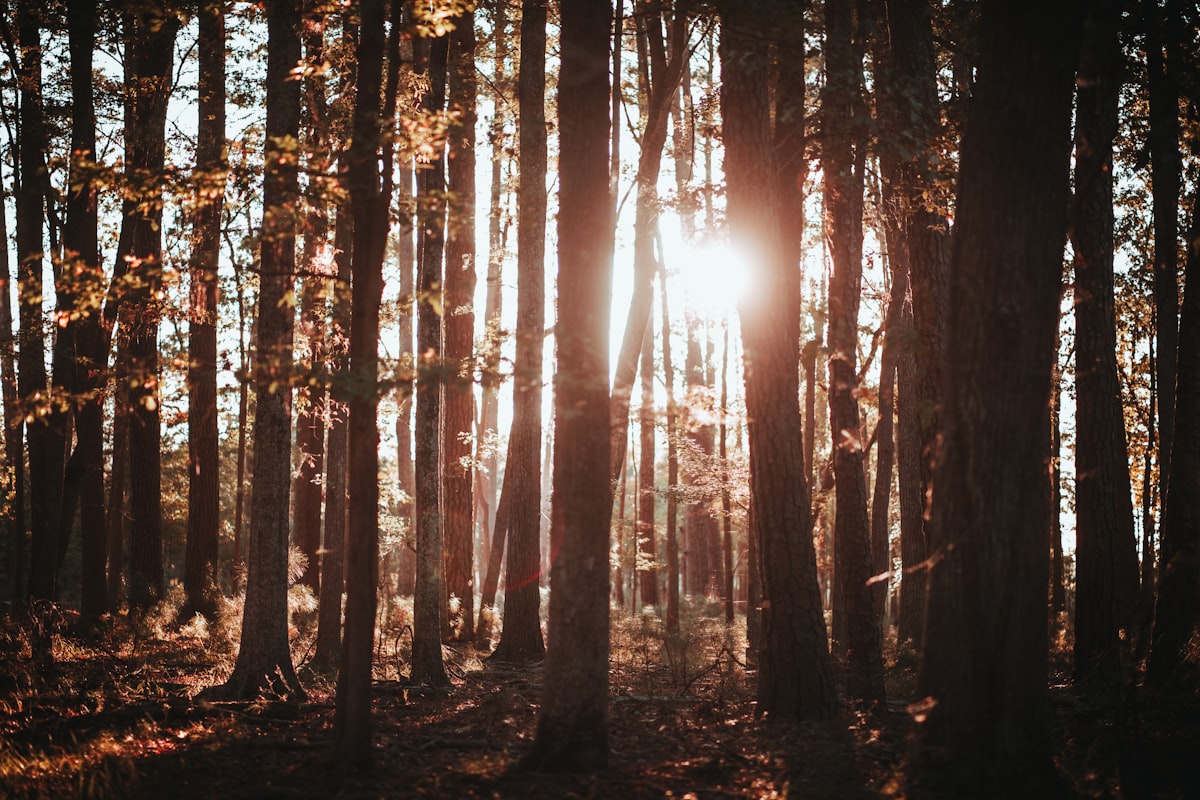 Waldweg