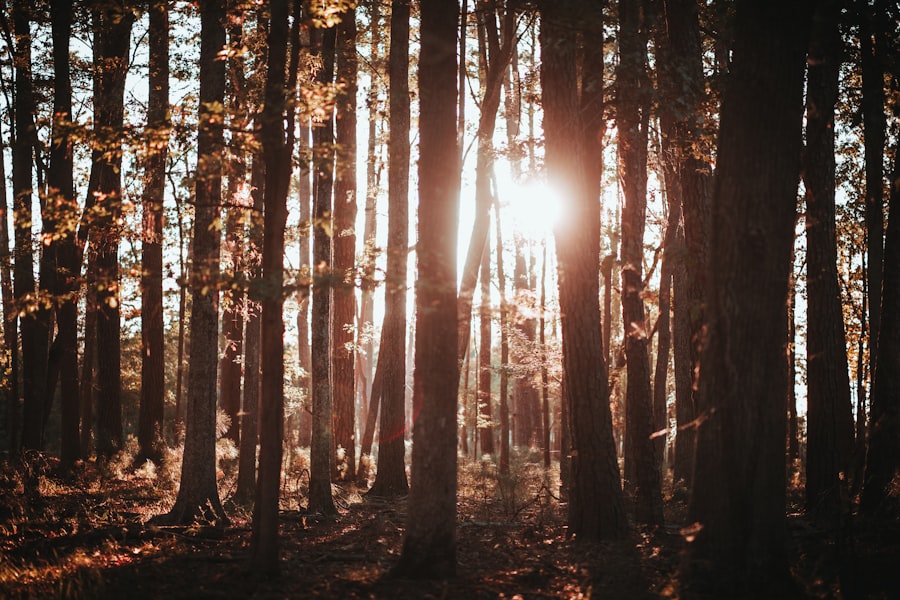 Waldweg