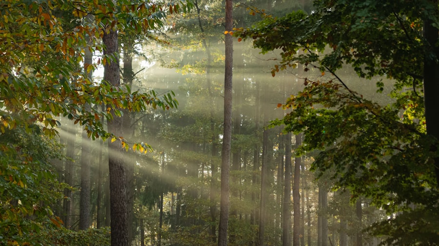 Herbstlicher Wald im Morgenlicht