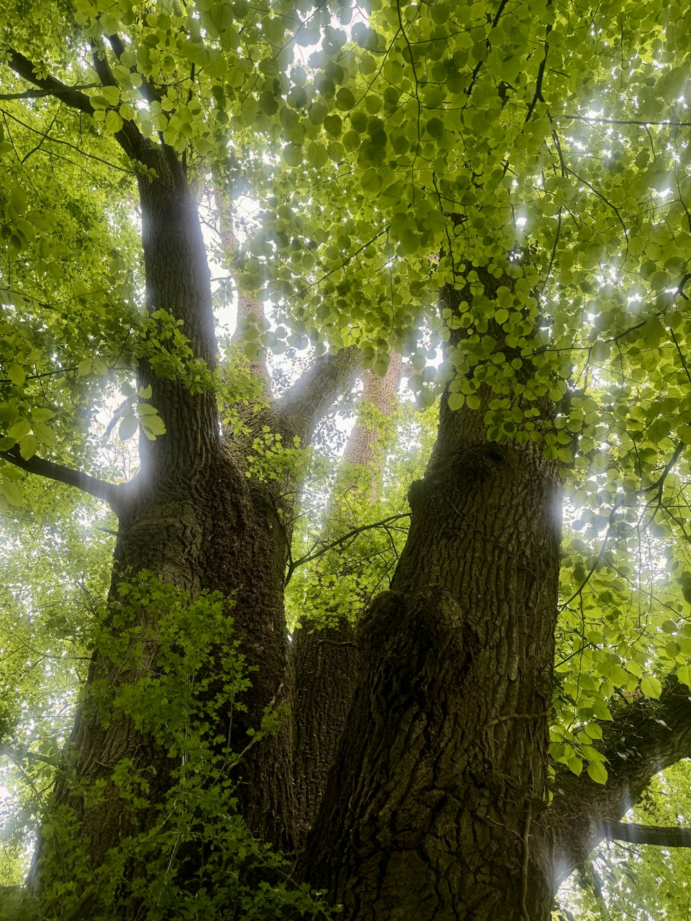 Baum am Wasser