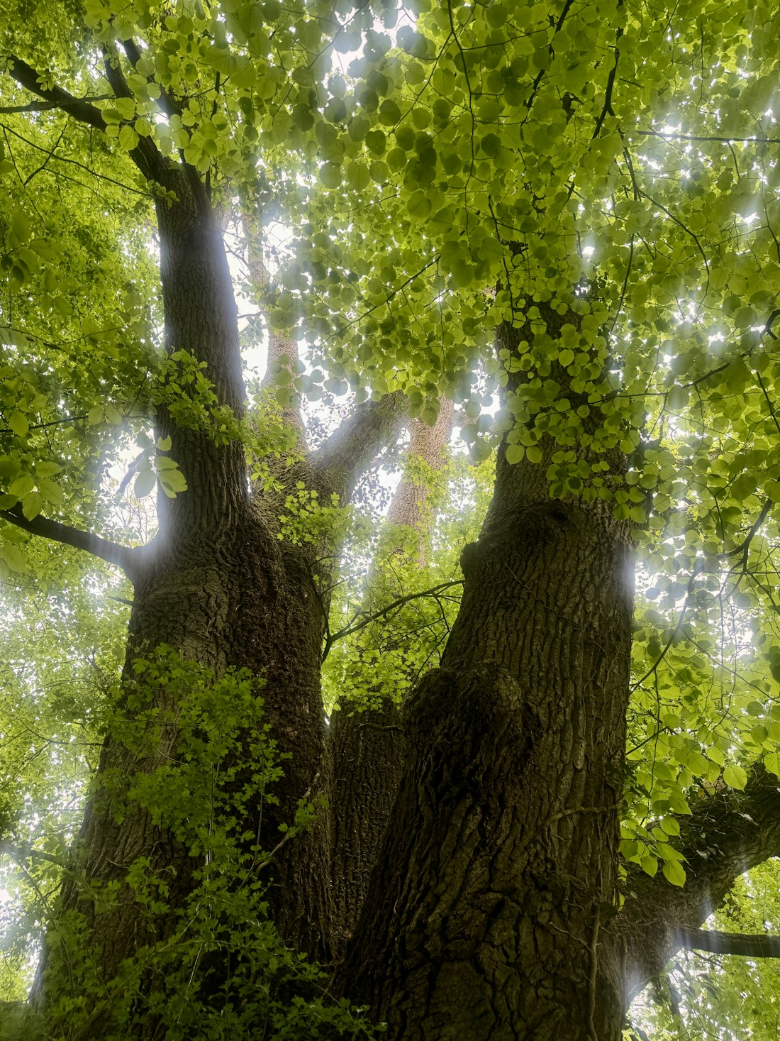 Großer Baum am Flussufer im grünen Licht