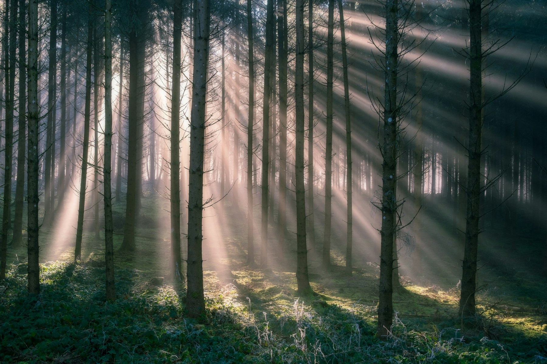 Nebliger Wald